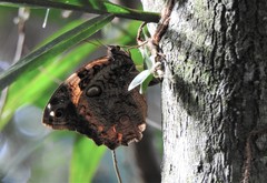 Opsiphanes quiteria meridionalis