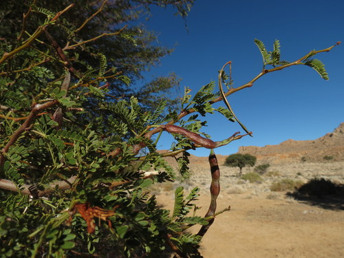 Vachellia image