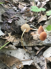 Marasmius sullivantii