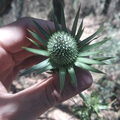 Eryngium alternatum