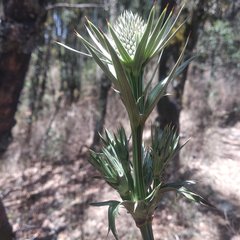 Eryngium alternatum