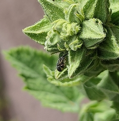 Rhopalapion longirostre