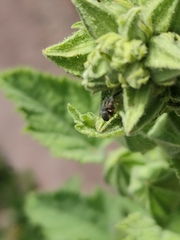 Rhopalapion longirostre