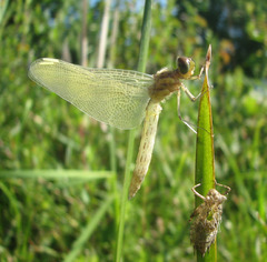 Celithemis eponina