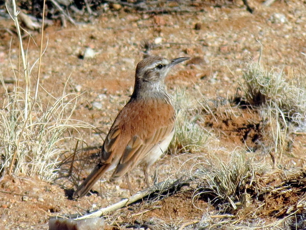 Certhilauda albofasciata robertsi