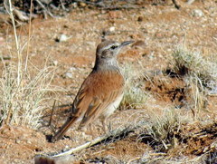 Certhilauda subcoronata bradshawi