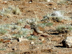 Certhilauda subcoronata bradshawi