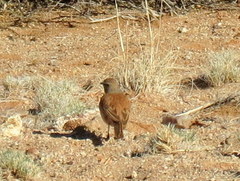 Certhilauda subcoronata bradshawi