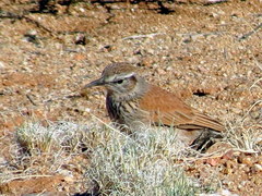 Certhilauda subcoronata bradshawi