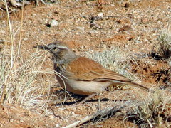 Certhilauda subcoronata bradshawi