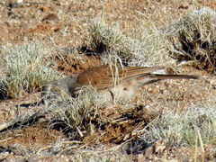 Certhilauda subcoronata bradshawi
