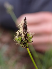Carex montana