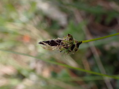 Carex montana