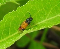 Arge cyanocrocea