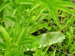 Arge cyanocrocea
