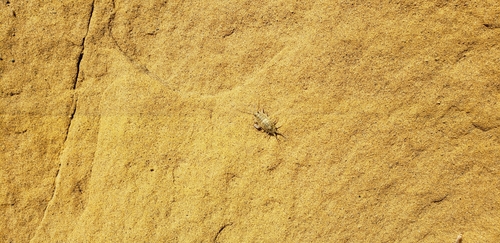 Ligiidae
