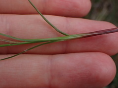 Carex montana