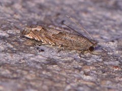 Epiblema minutana