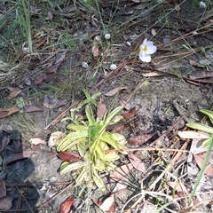 Pinguicula primuliflora