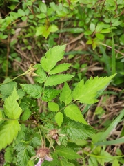 Rubus coreanus