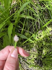 Eleocharis elegans