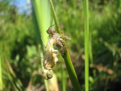 Celithemis eponina