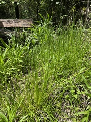 Eleocharis elegans