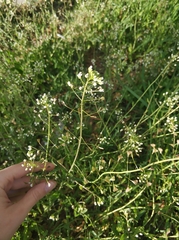 Capsella bursa-pastoris