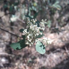 Buddleja parviflora