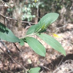 Buddleja parviflora