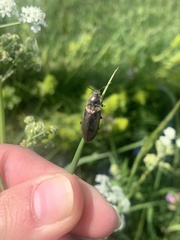 Prosternon tessellatum