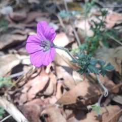 Geranium potentillifolium
