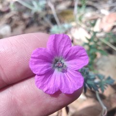 Geranium potentillifolium