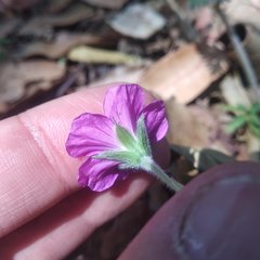 Geranium potentillifolium