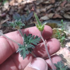Geranium potentillifolium