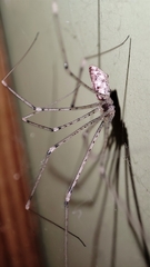 Holocnemus hispanicus