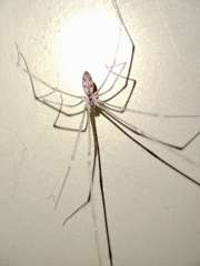 Holocnemus hispanicus