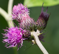 Cirsium rivulare