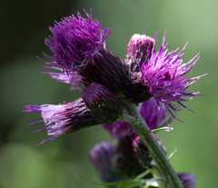 Cirsium rivulare