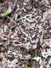 Cladonia multiformis