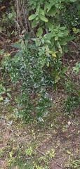 Berberis ruscifolia