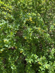 Berberis × ottawensis