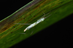 Mecistoscelis scirtetoides