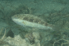 Leptoscarus vaigiensis