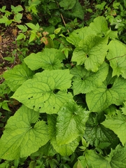 Ligularia fischeri