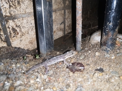 Hemidactylus bowringii