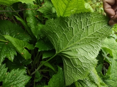 Ligularia fischeri