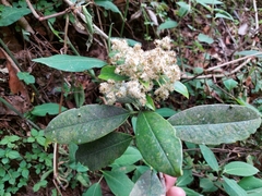 Photinia integrifolia