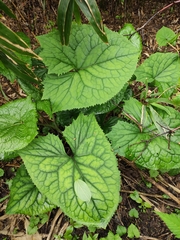 Ligularia fischeri