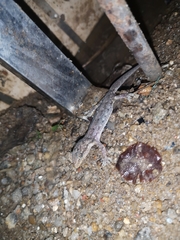 Hemidactylus bowringii